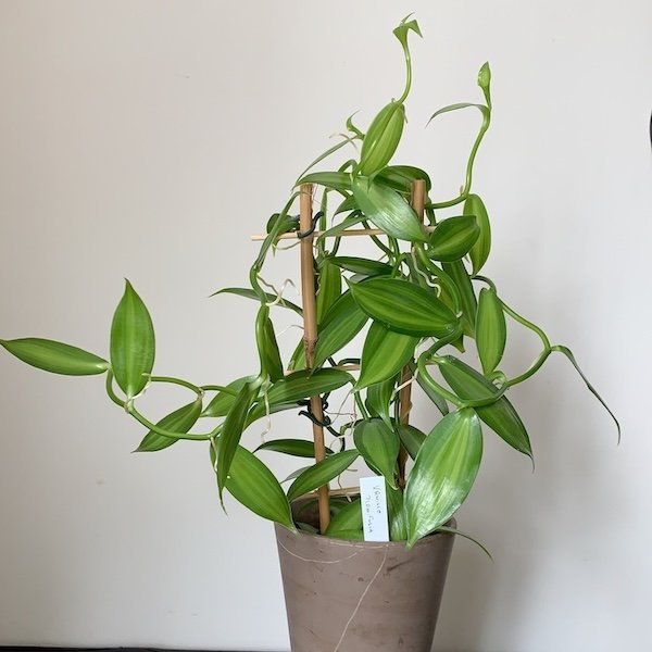 vanilla